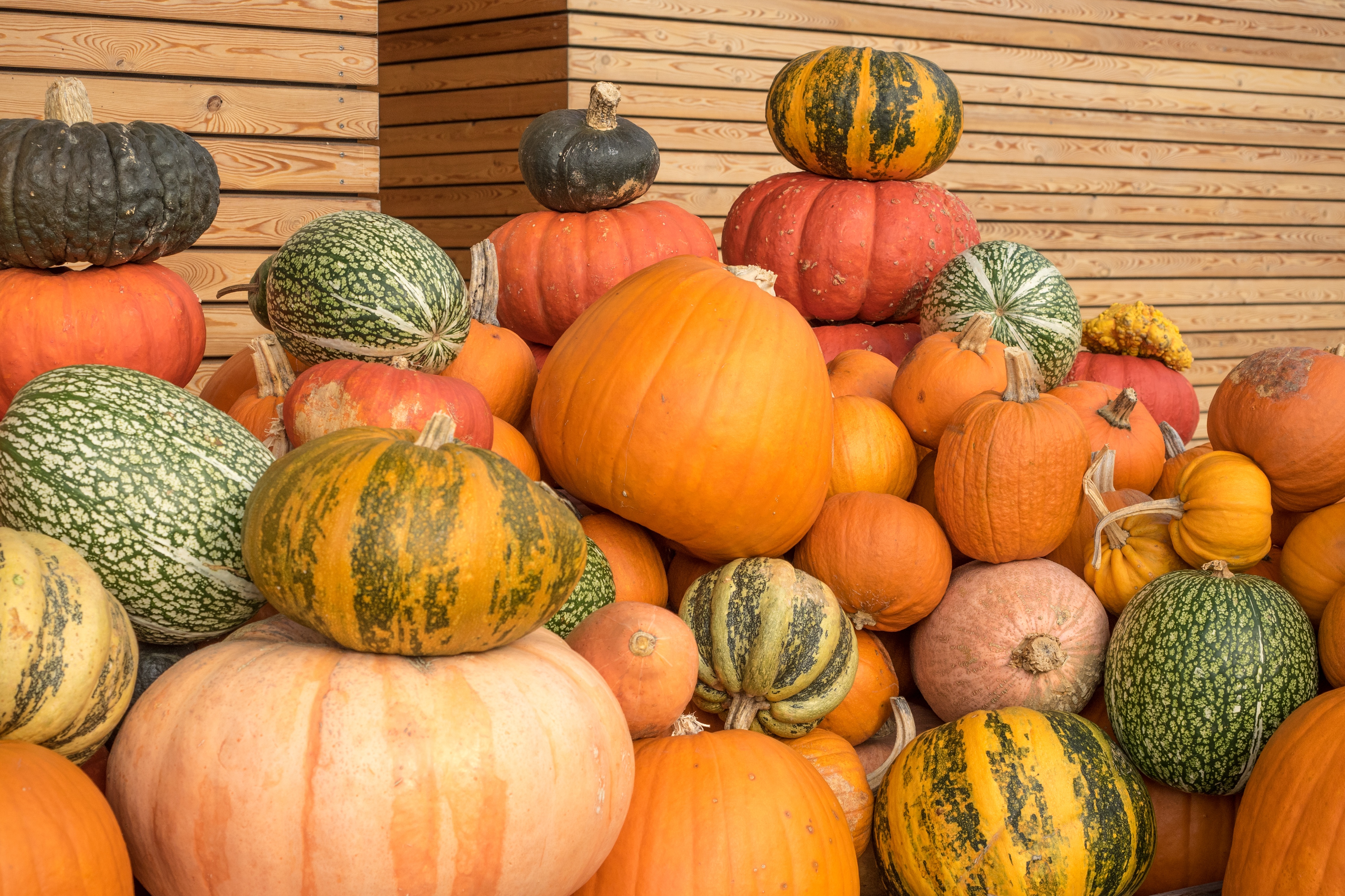 Pictures of different colored pumpkins Pictures of different colored pumpkins