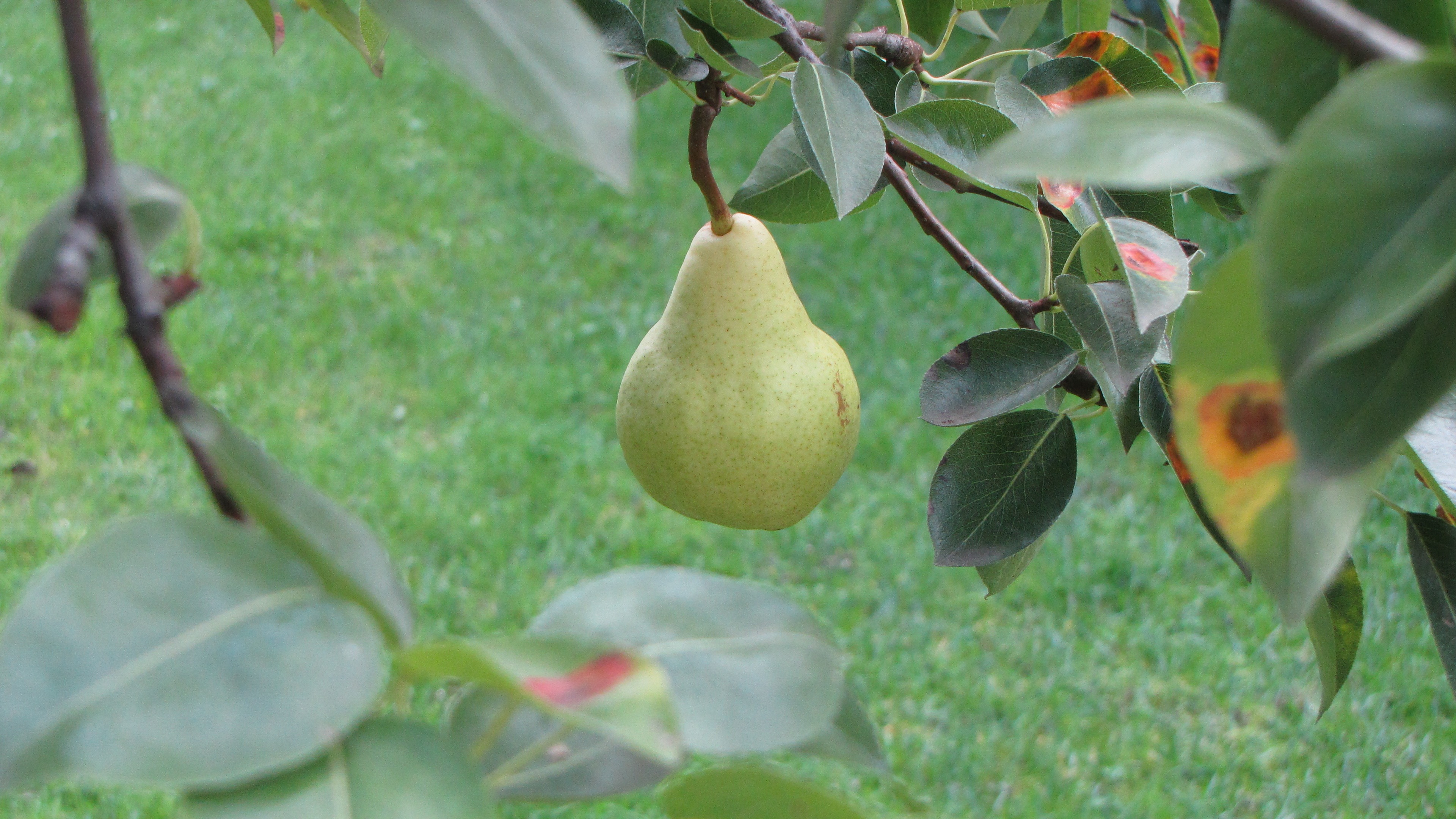 Asian pear tree in kentucky