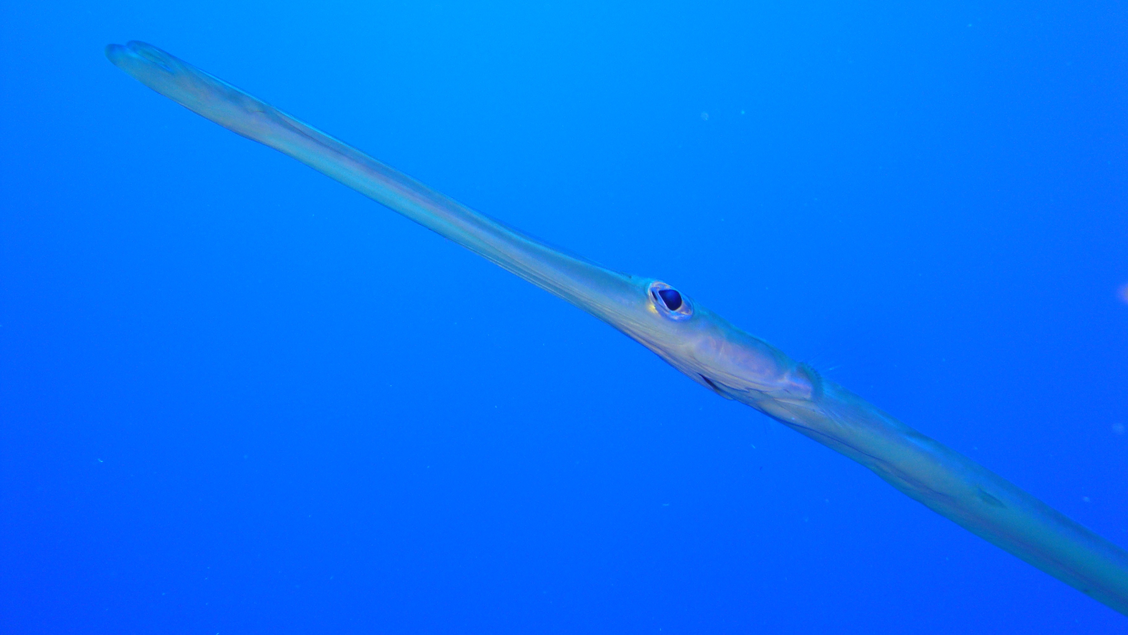 Рыба с длинным носом морская