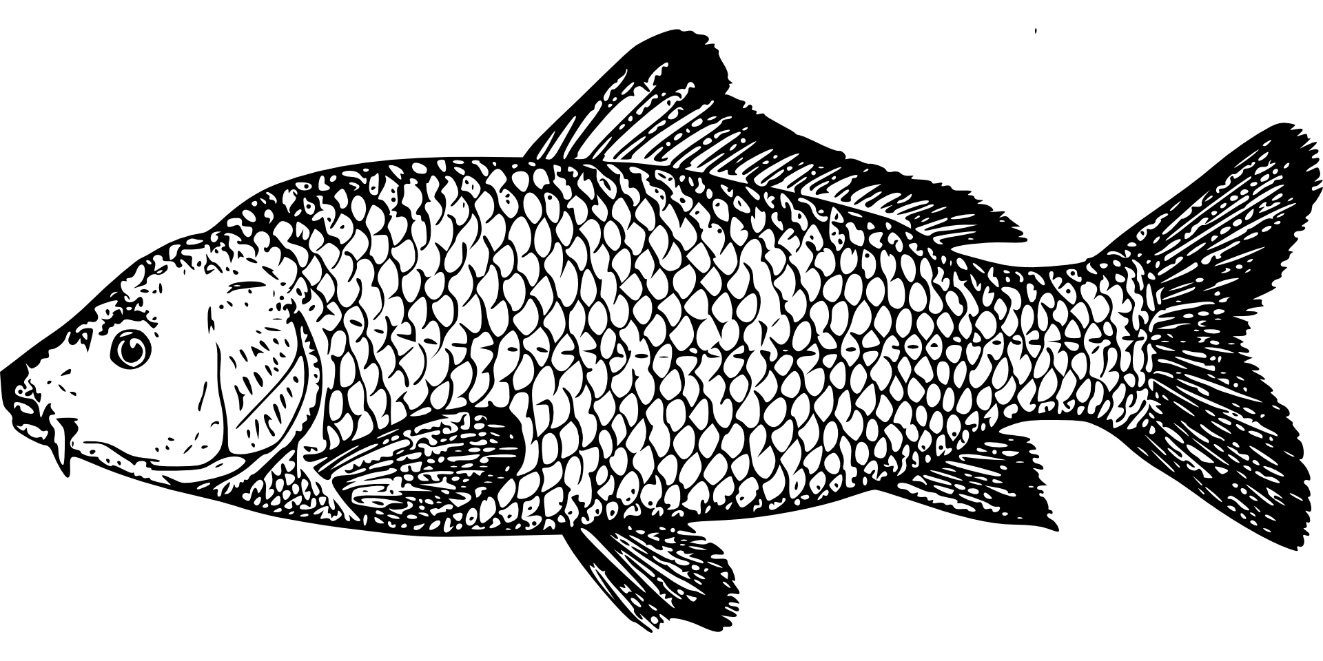 Рыба рисунок чб