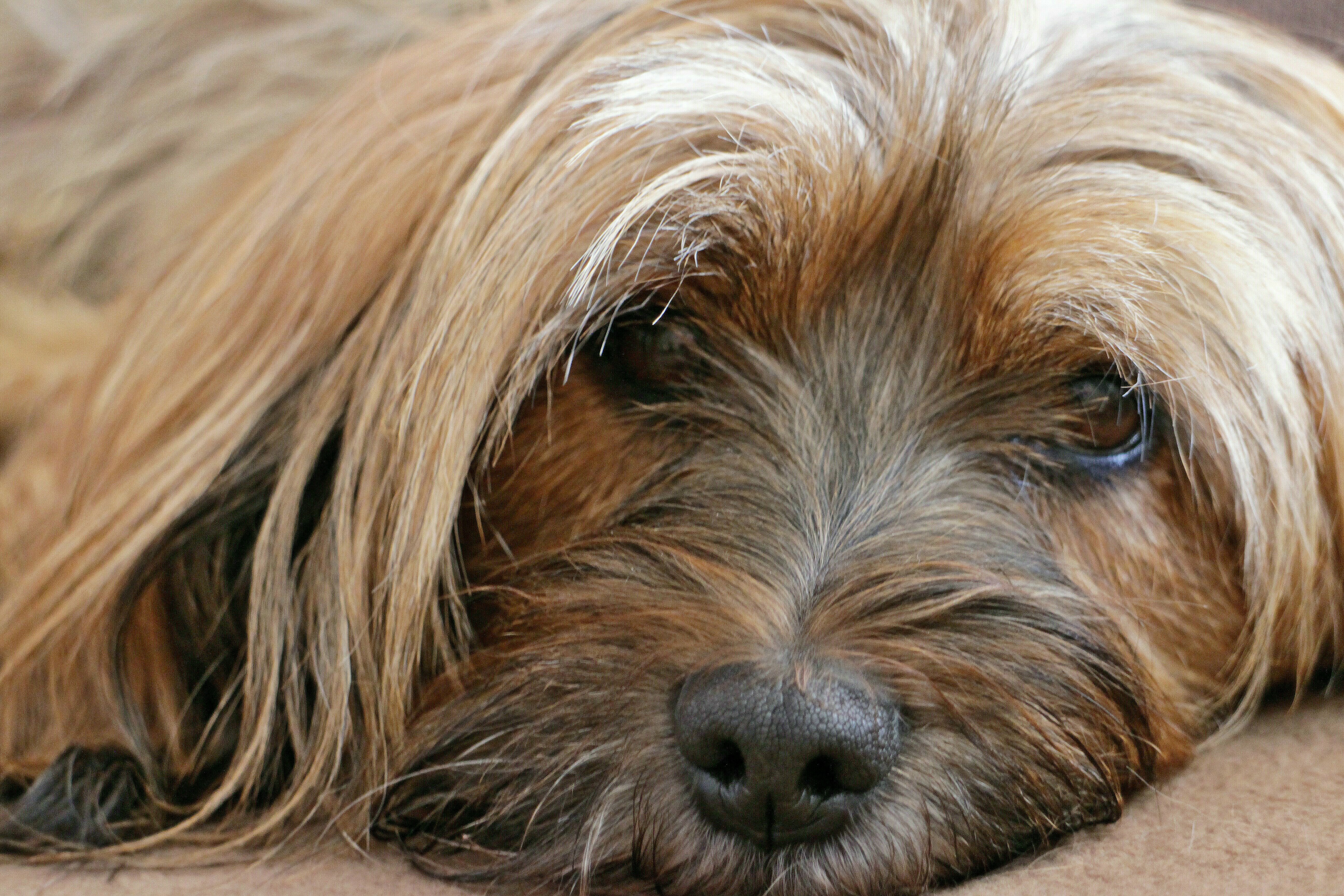 Tibetan terrier shaved