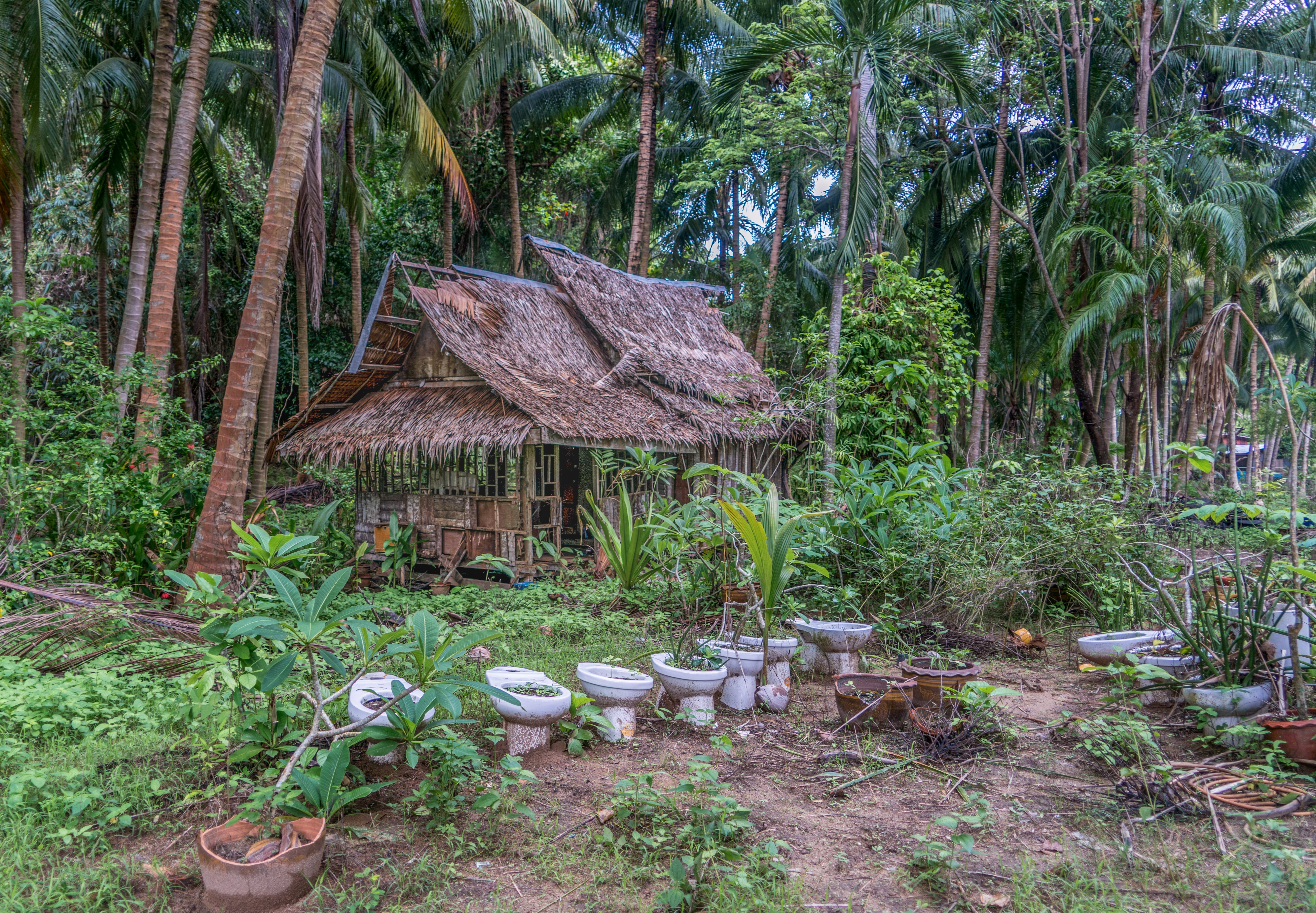 Thai forest