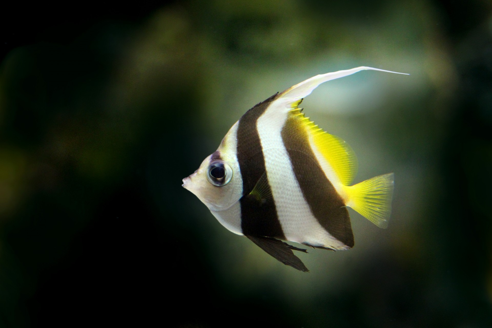 Mature imperator angel fish