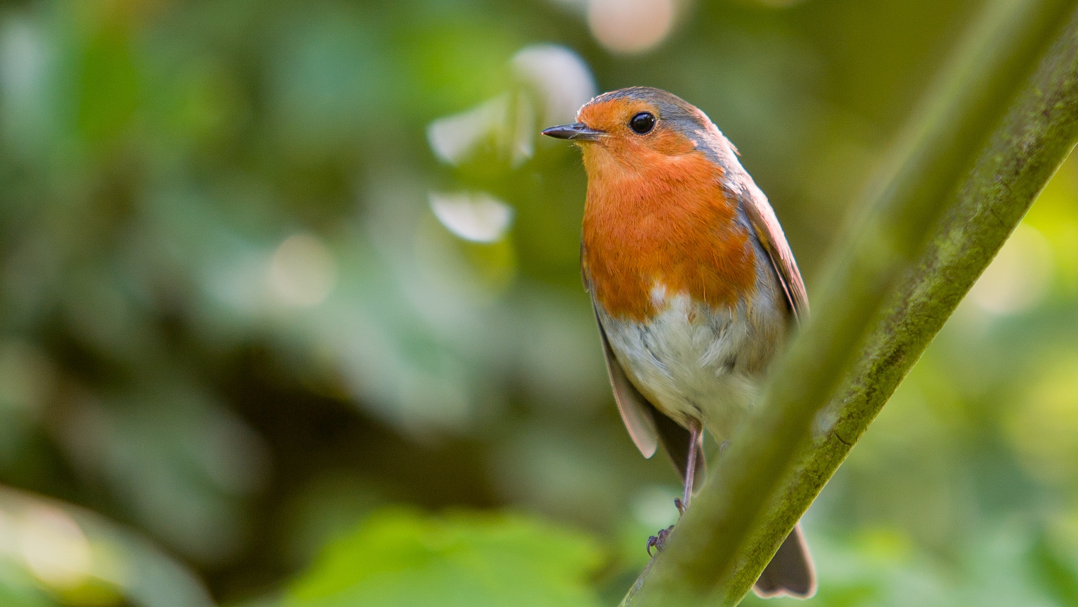 Free pics of redhead robin