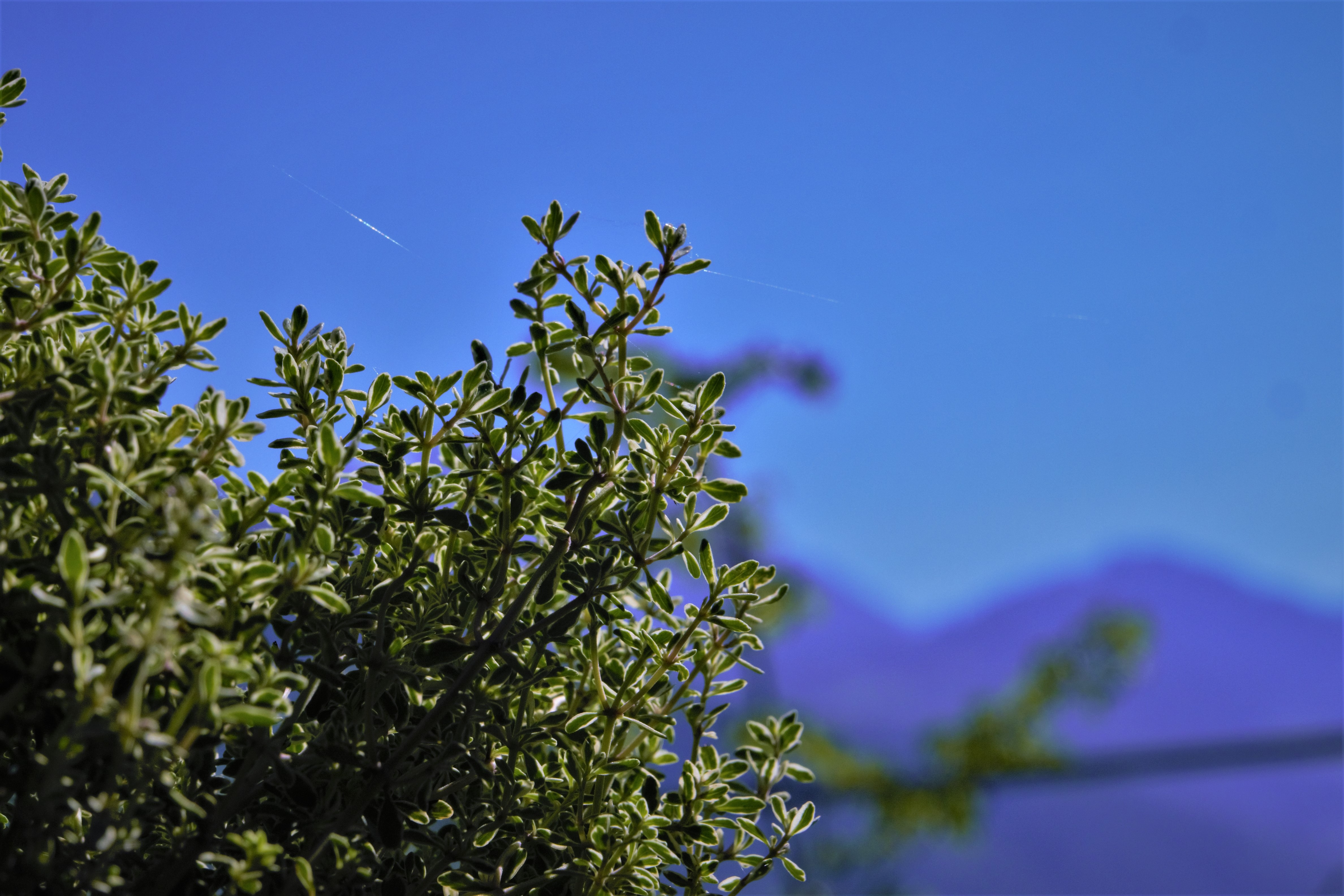 Natural bush