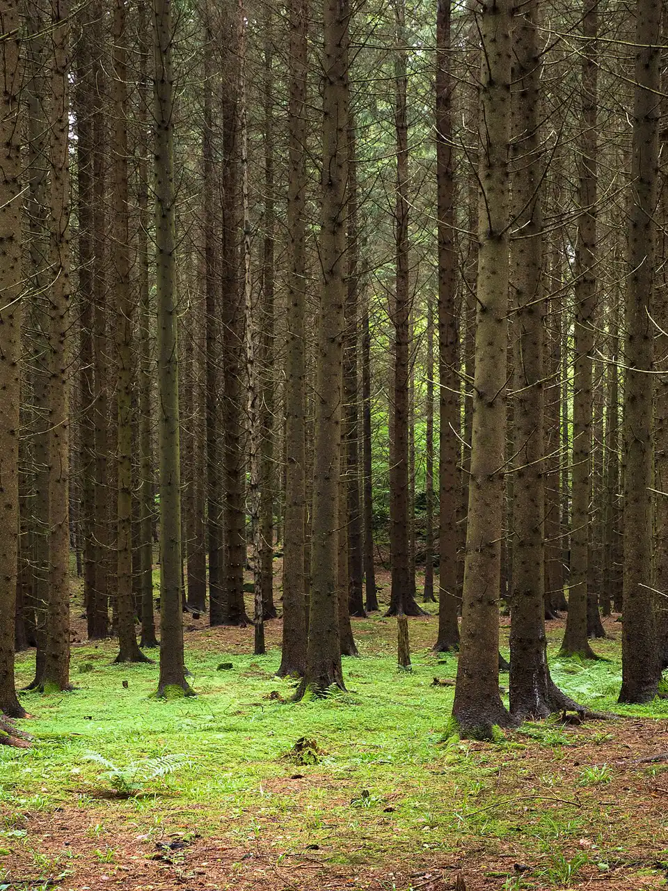 Rows of tall spruce trunks over green moss
