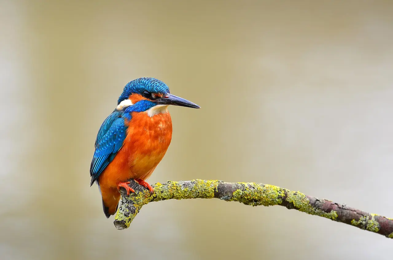 A kingfisher perched on a lichen-covered branch