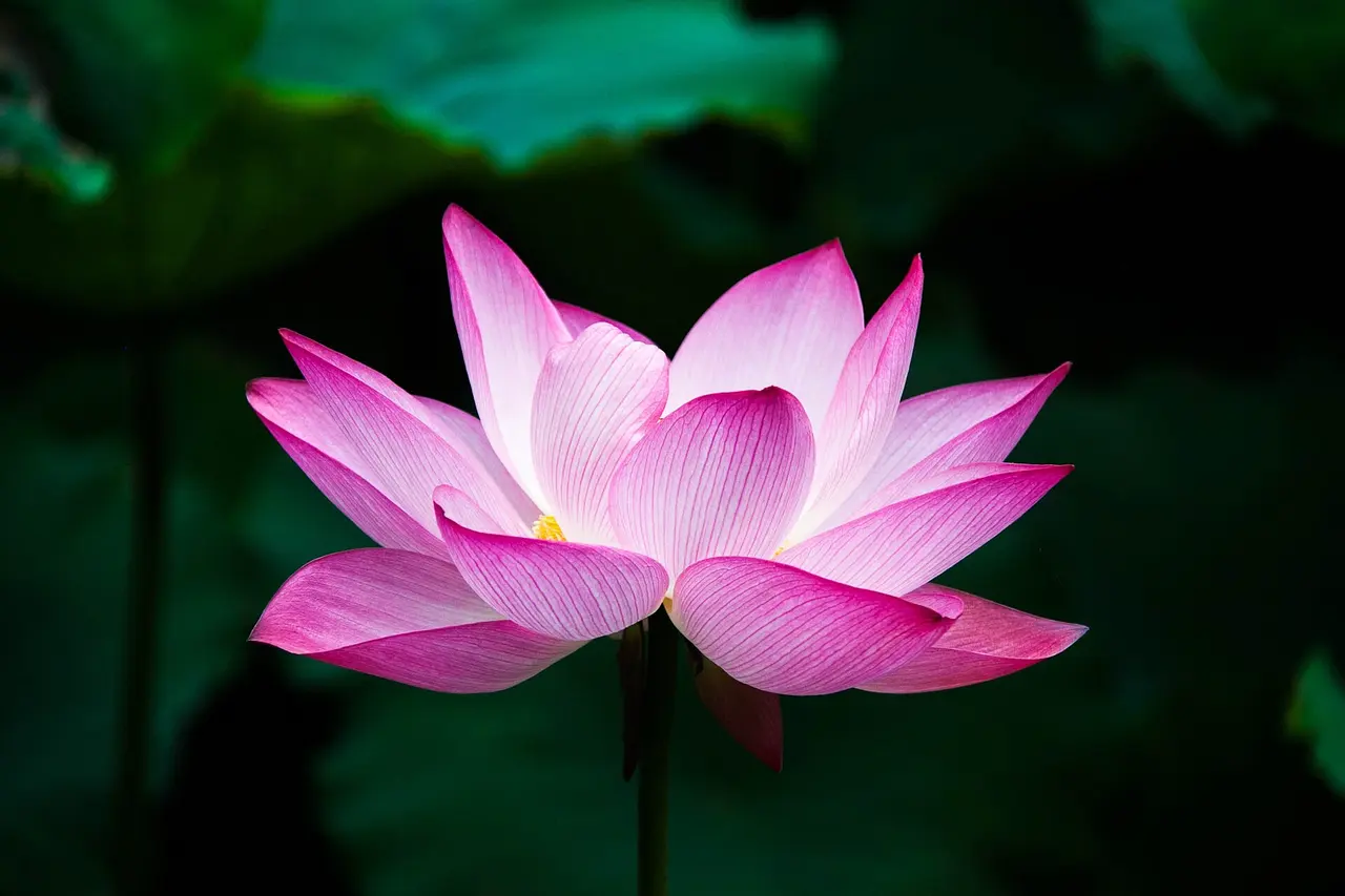 A pink lotus flower against dark green leaves