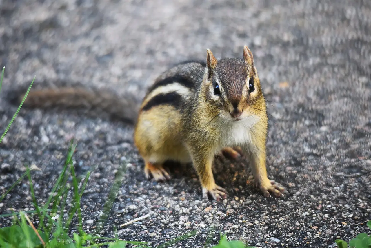 A striped chipmunk standing on grey gravel
