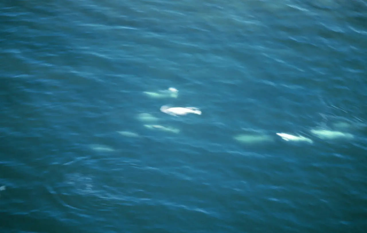 Several white beluga whales swimming together in blue water