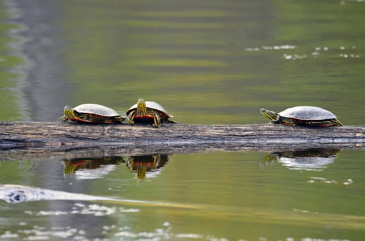Three small turtles sitting in a row on a log above calm water