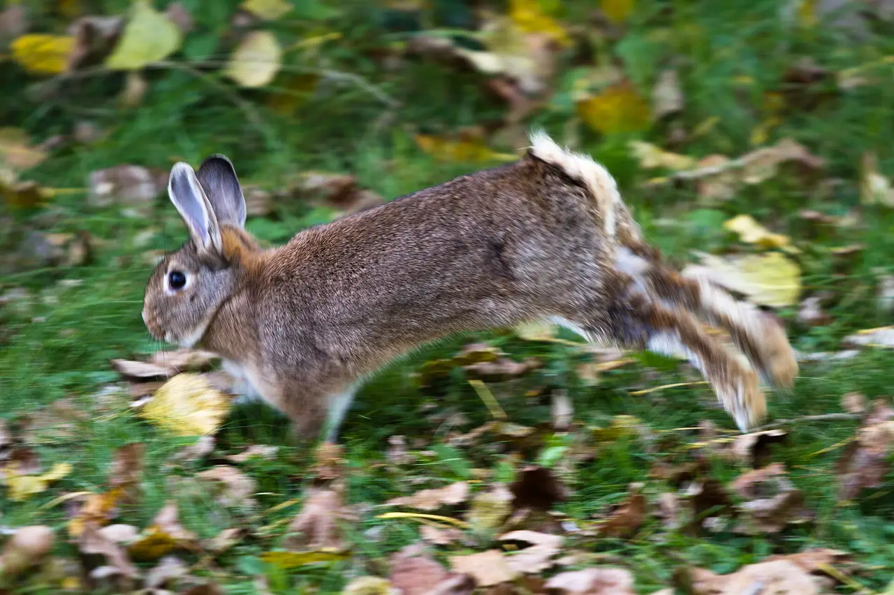 Brown wild rabbit mid-leap across grass and leaves