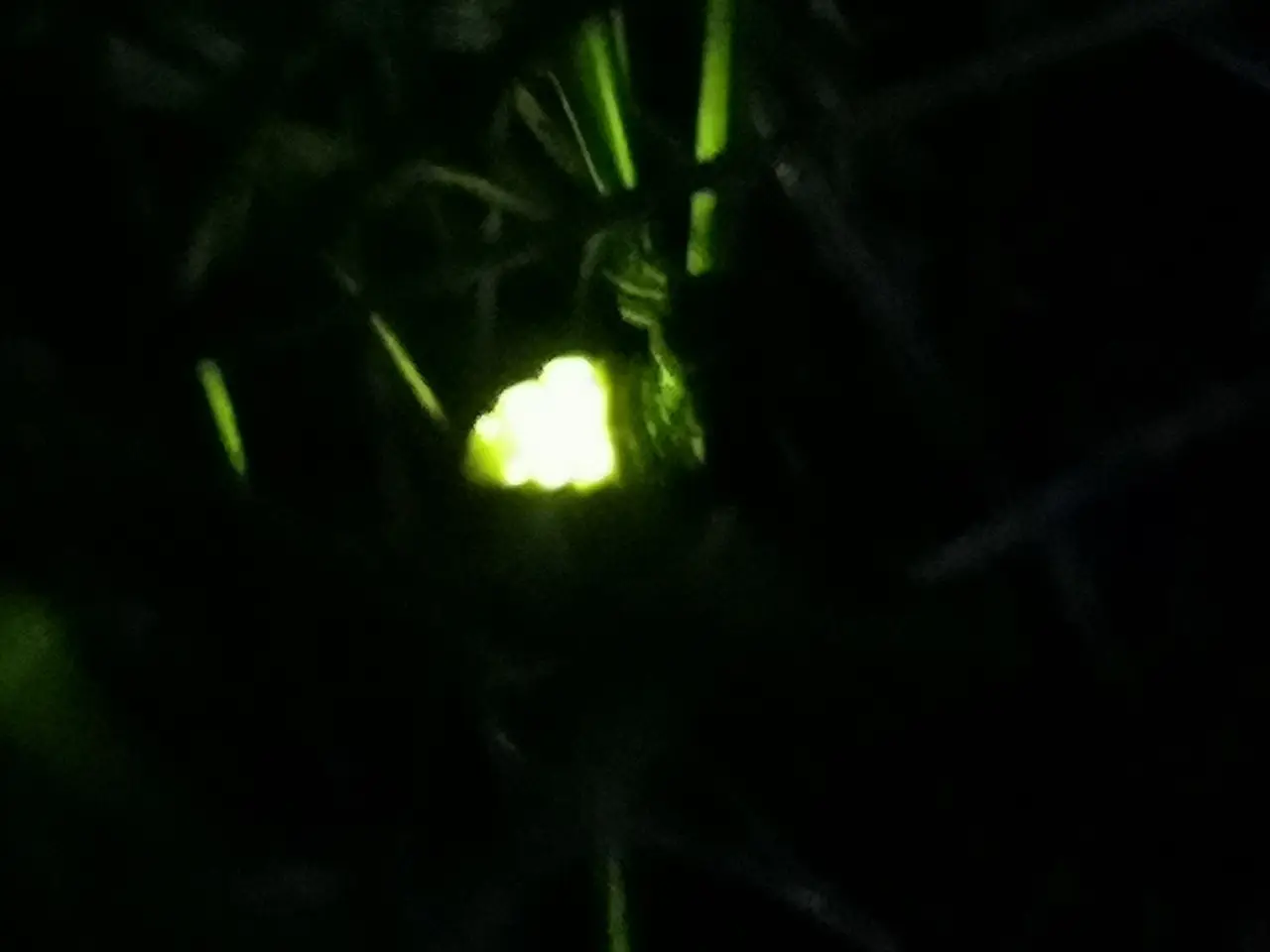 Small bright green light of a firefly among grass blades in the dark