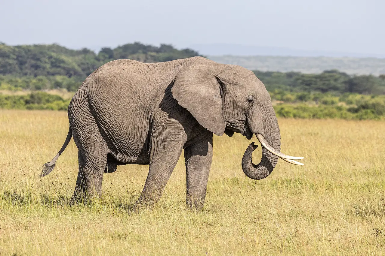 A grey African elephant walking across yellow grass with hills behind