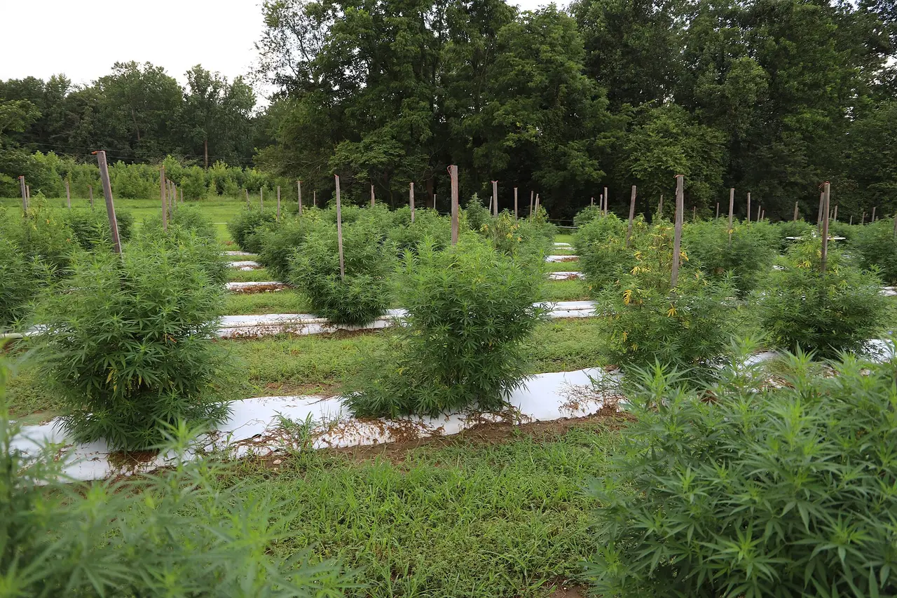 Rows of tall hemp plants in a field with trees behind