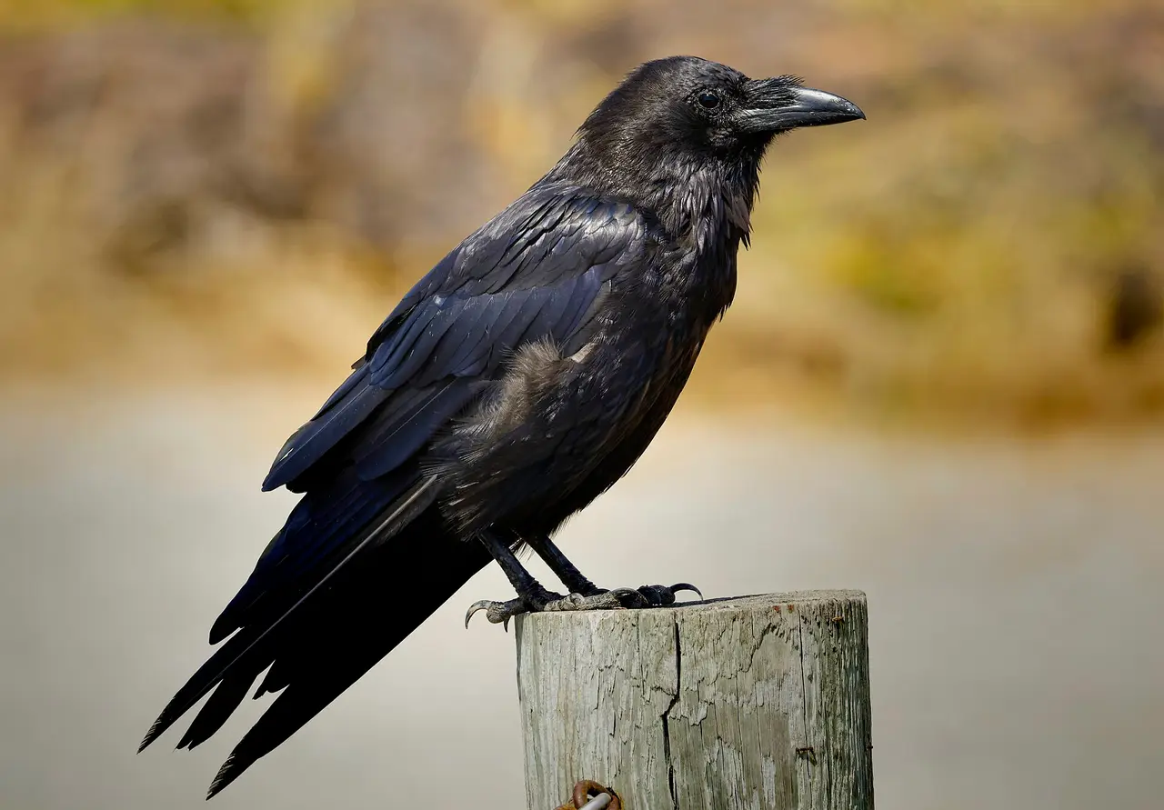 A black raven perched on top of a wooden post