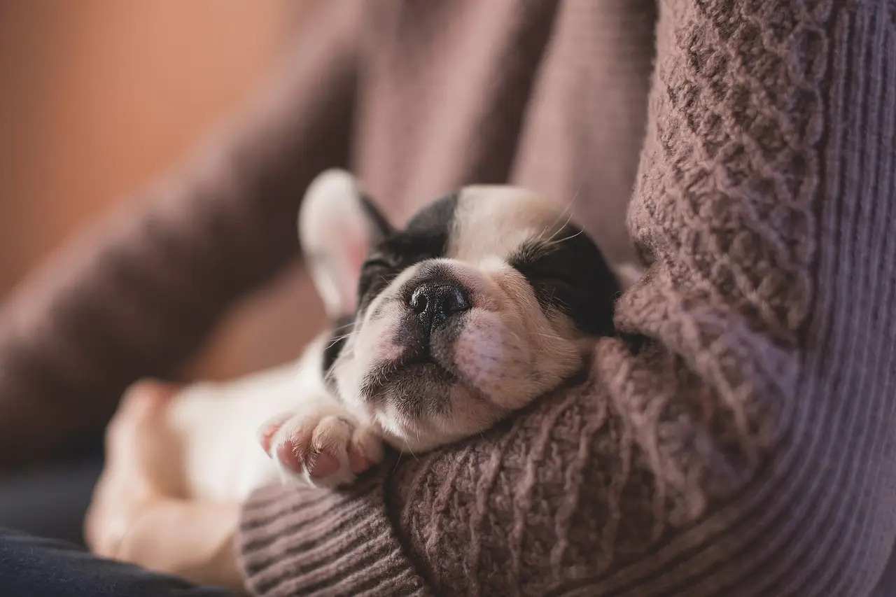Sleeping puppy resting on a woman's arm in a knitted sleeve