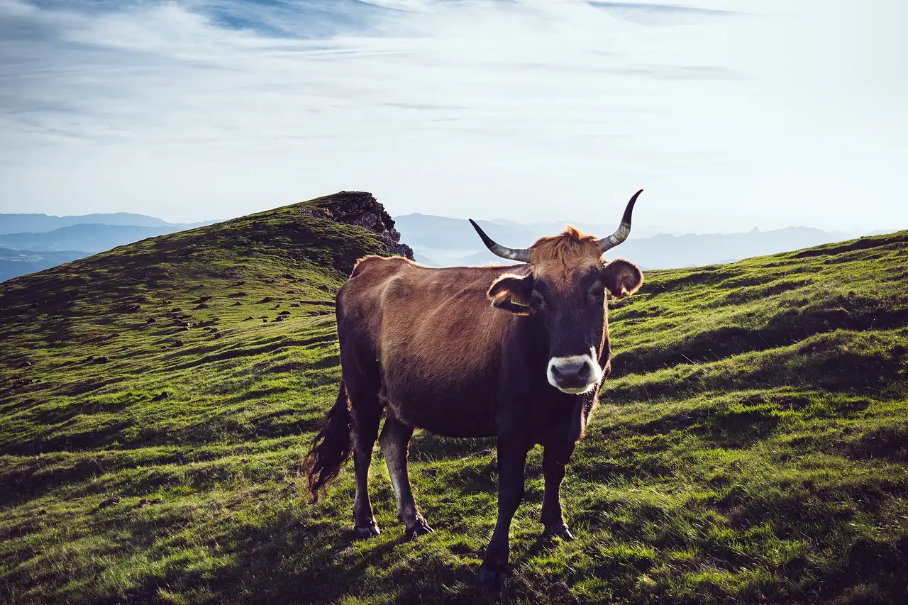 Brown cow with horns on a green pasture with hills behind