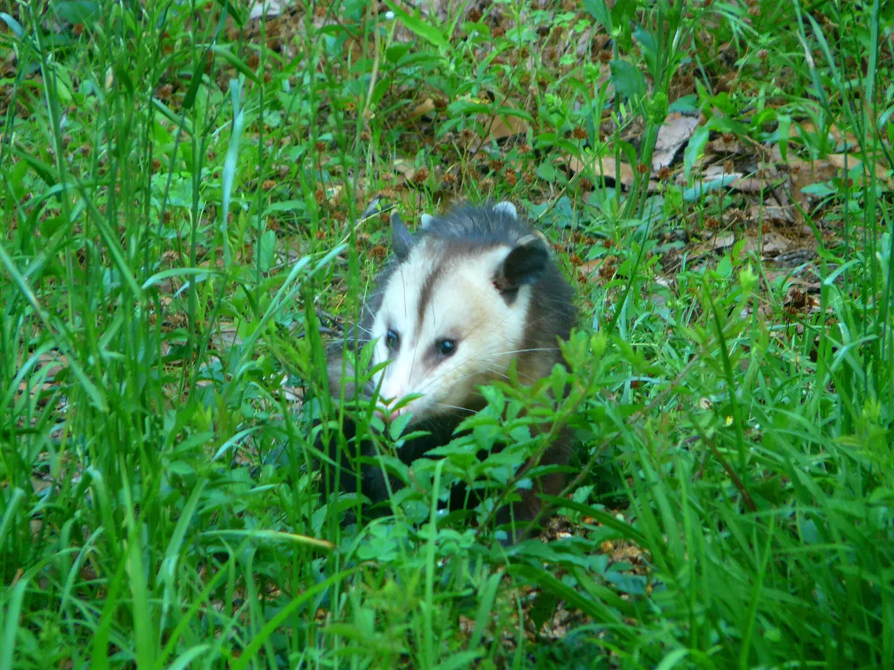Opossum with a white face standing in tall green grass