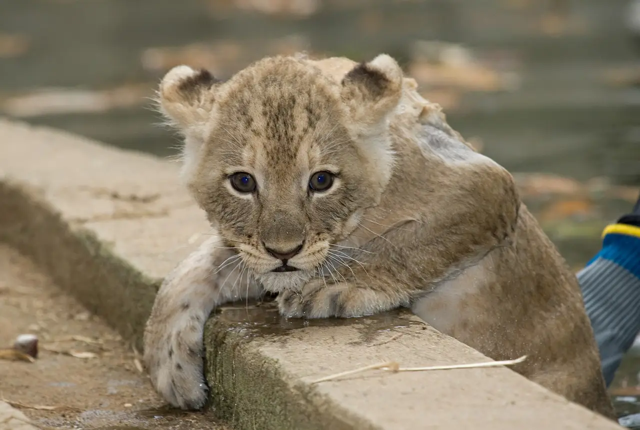 Lion cub with spotted fur resting its paws on a ledge