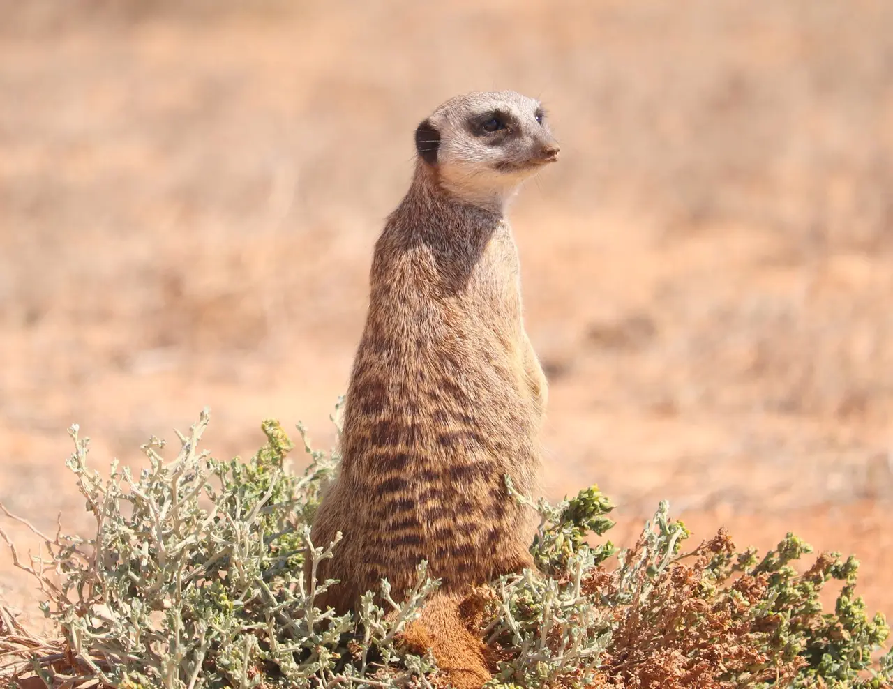 Meerkat standing upright among dry scrub on red sand