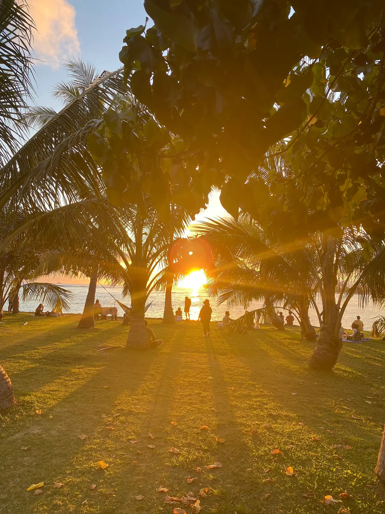 Setting sun through palm trees over grass in Honolulu
