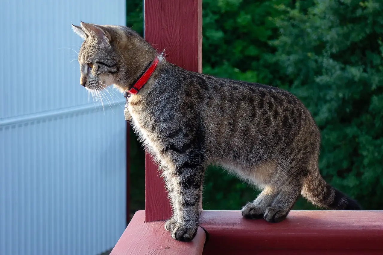 Tabby kitten in a red collar standing on a balcony rail