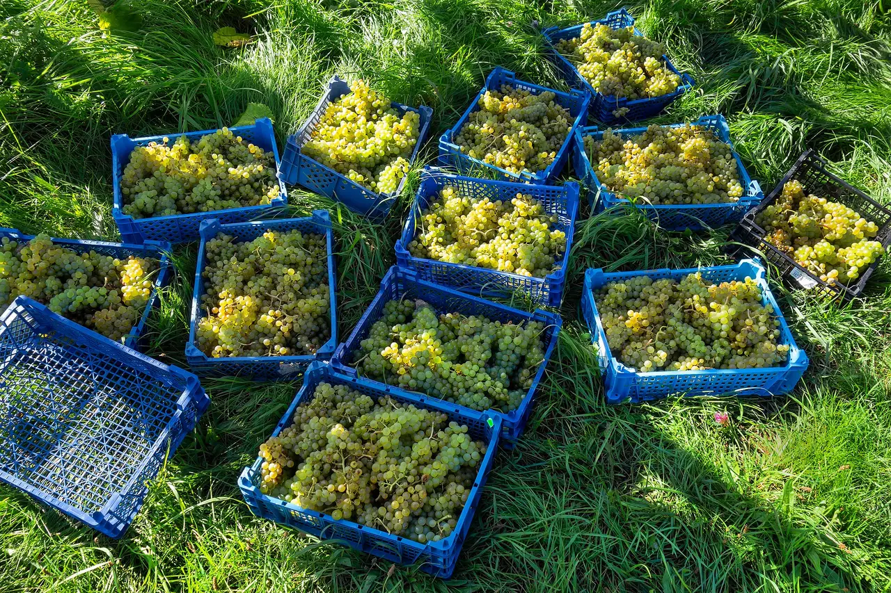 Blue crates of freshly picked green grapes lying on grass