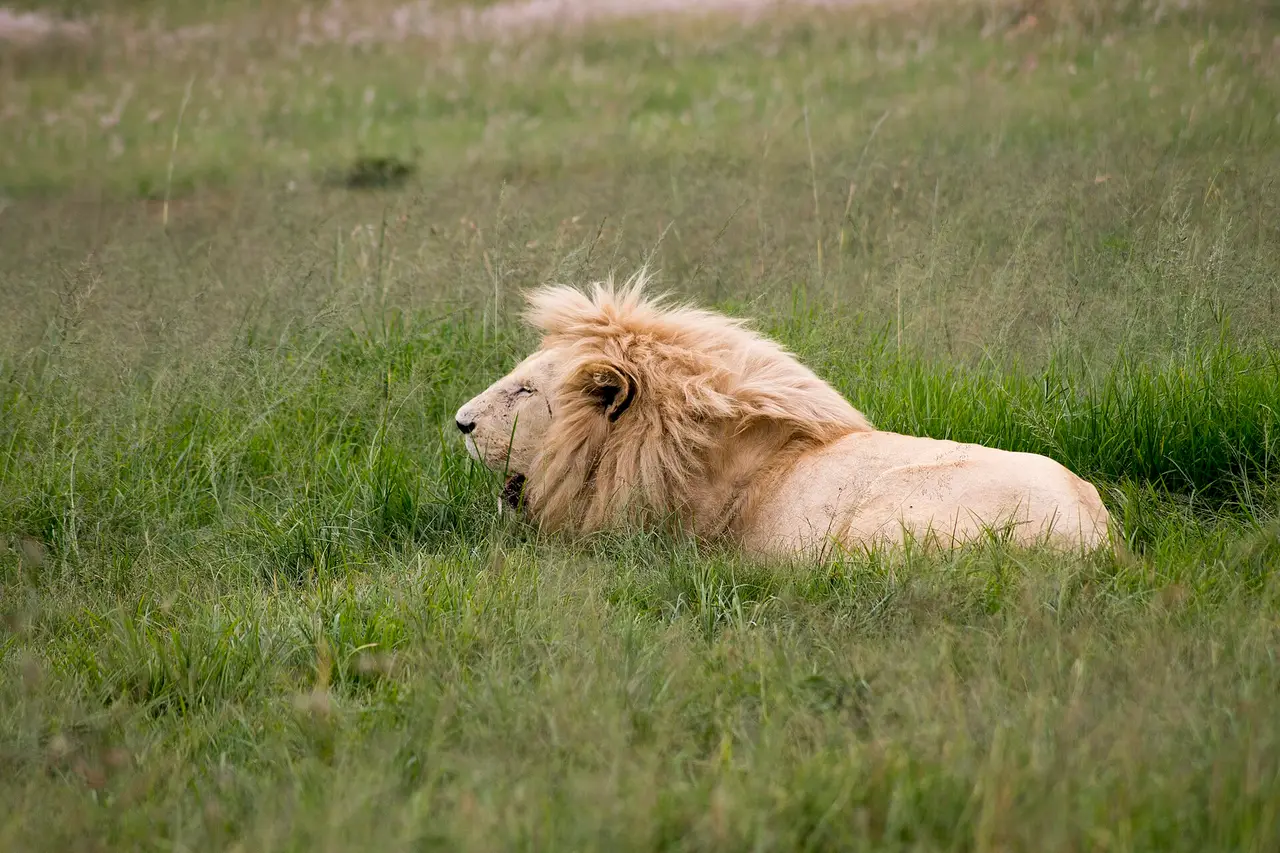 Lion with a pale mane lying in green grass