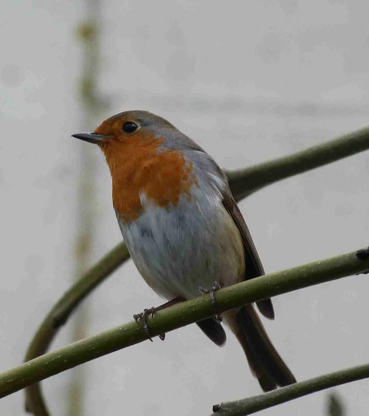 Robin with an orange breast perched on a thin branch