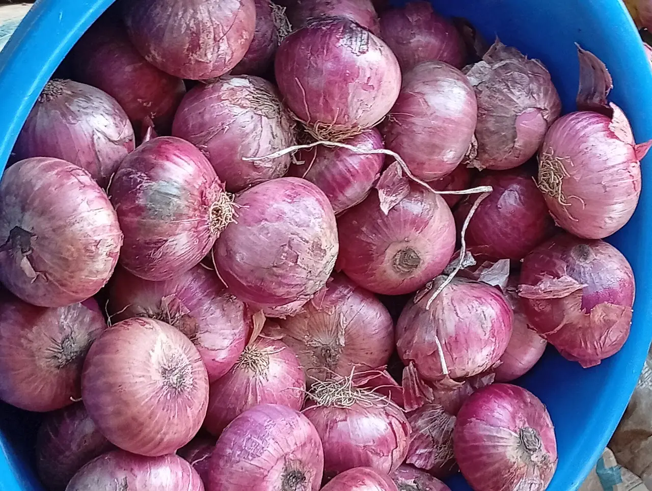 A blue bowl full of whole red onions seen from above