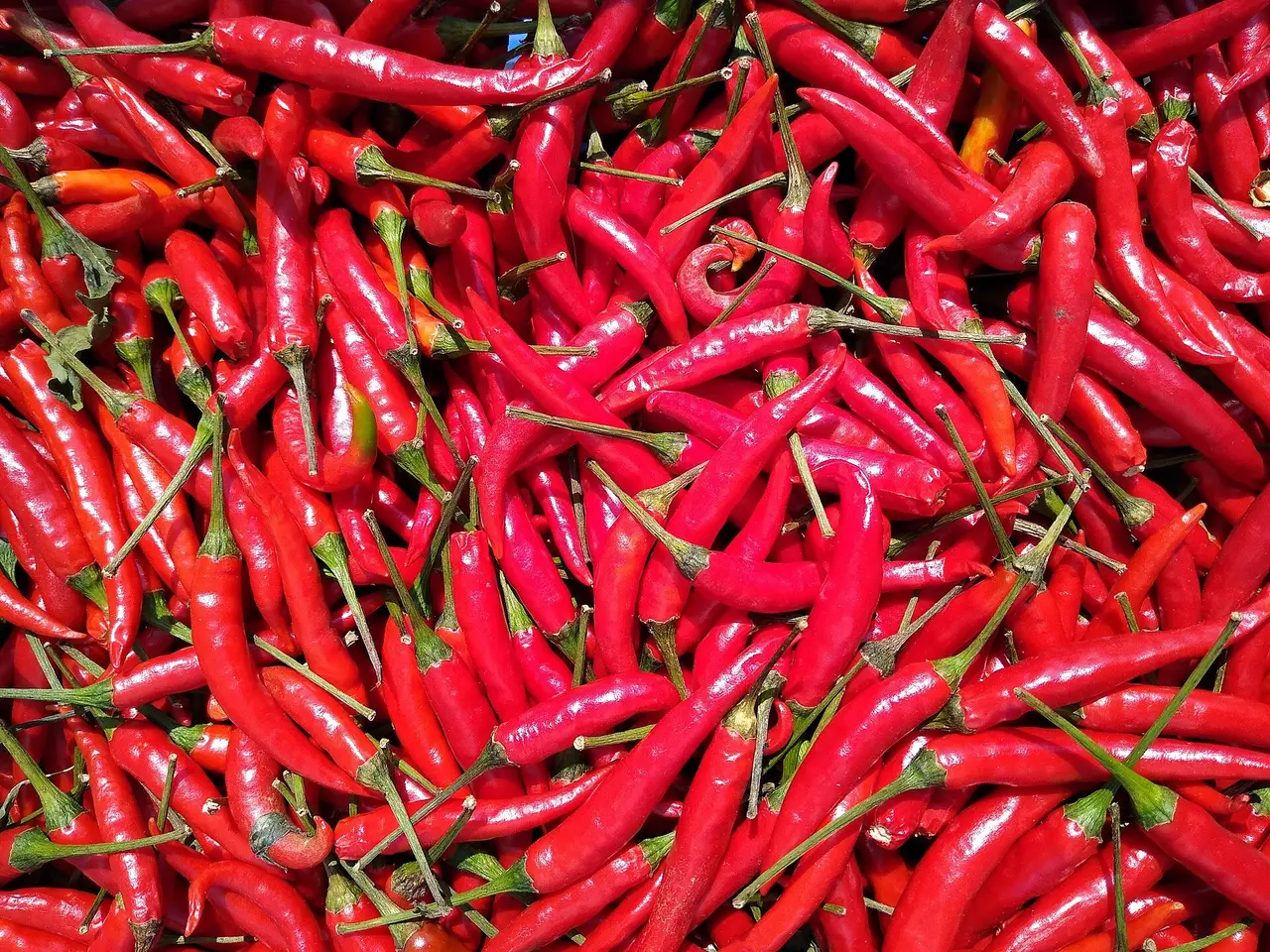 A thick pile of red chili peppers spread out to dry