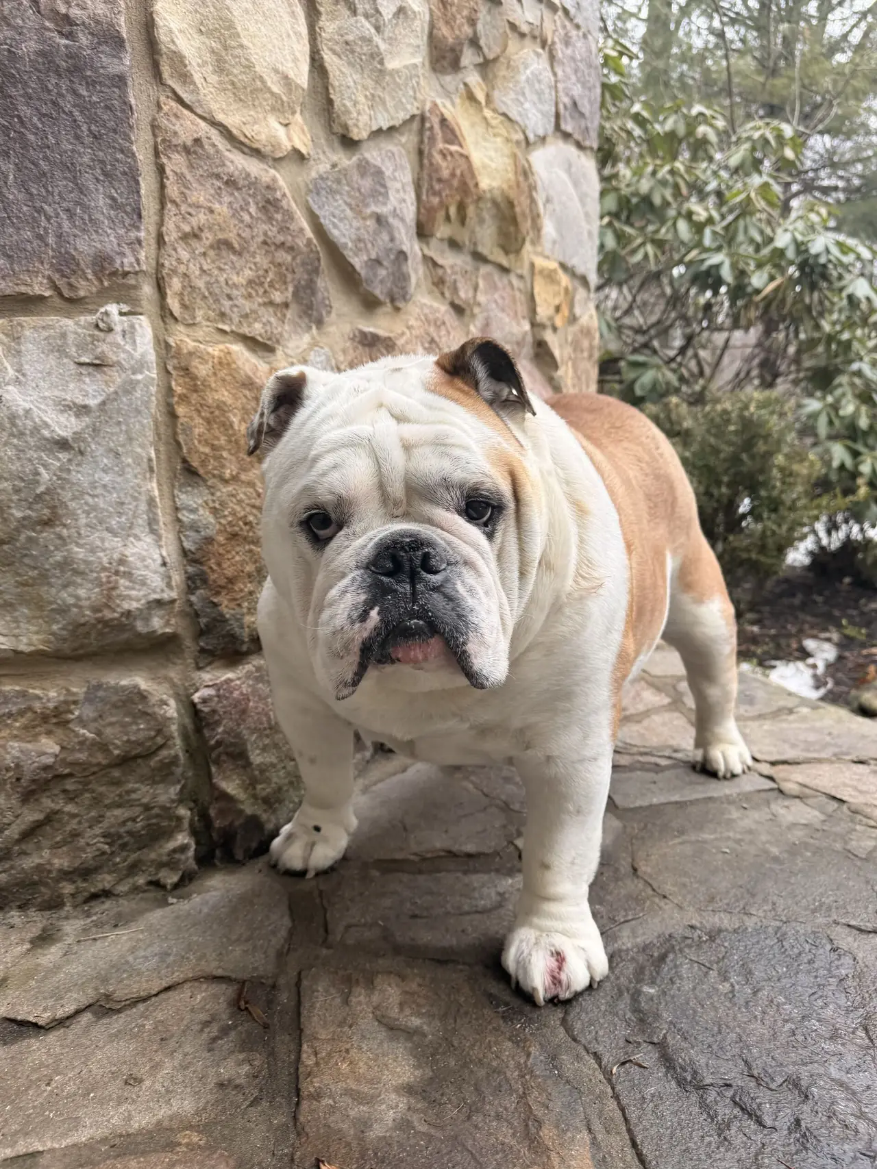 A white and tan English bulldog standing on a stone patio