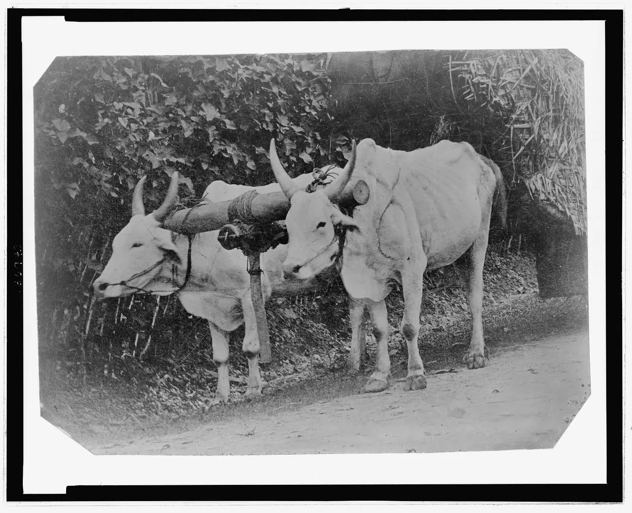 Two pale oxen standing side by side under a single wooden yoke