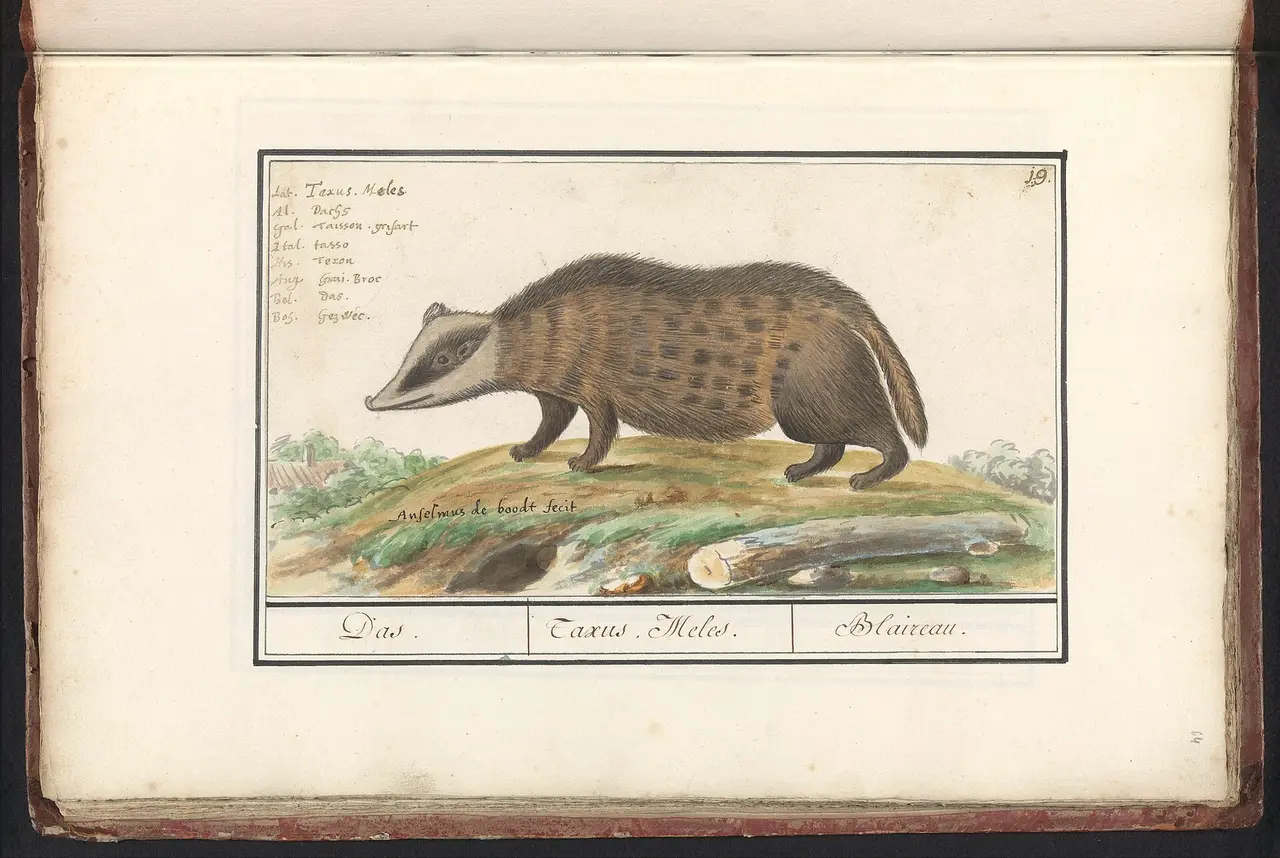 A brown and grey badger drawn standing on grass with a caption beneath