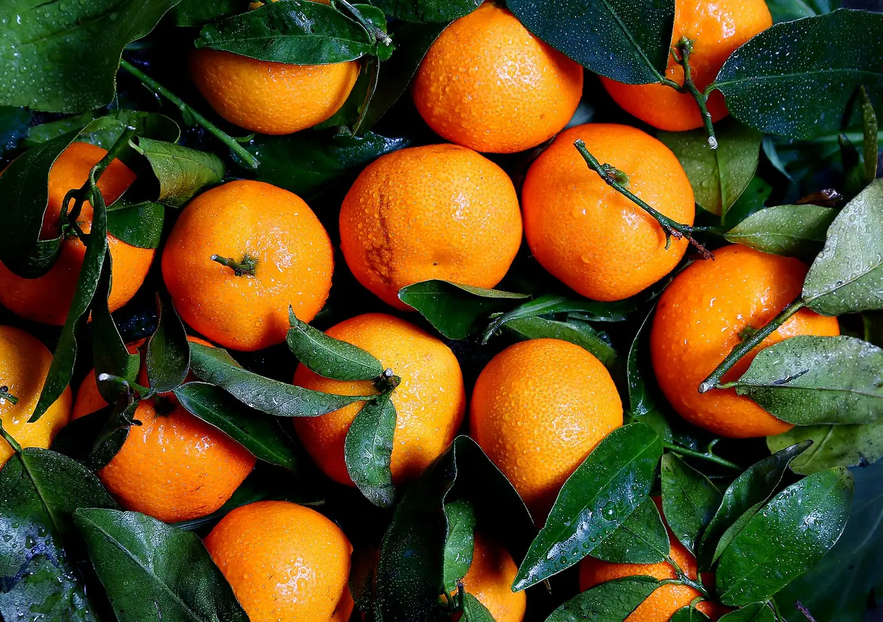 Bright orange fruits among green leaves