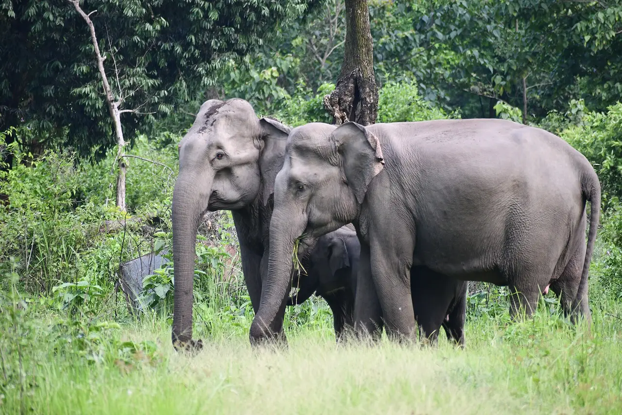 Two grey elephants standing close together on grass with trees behind