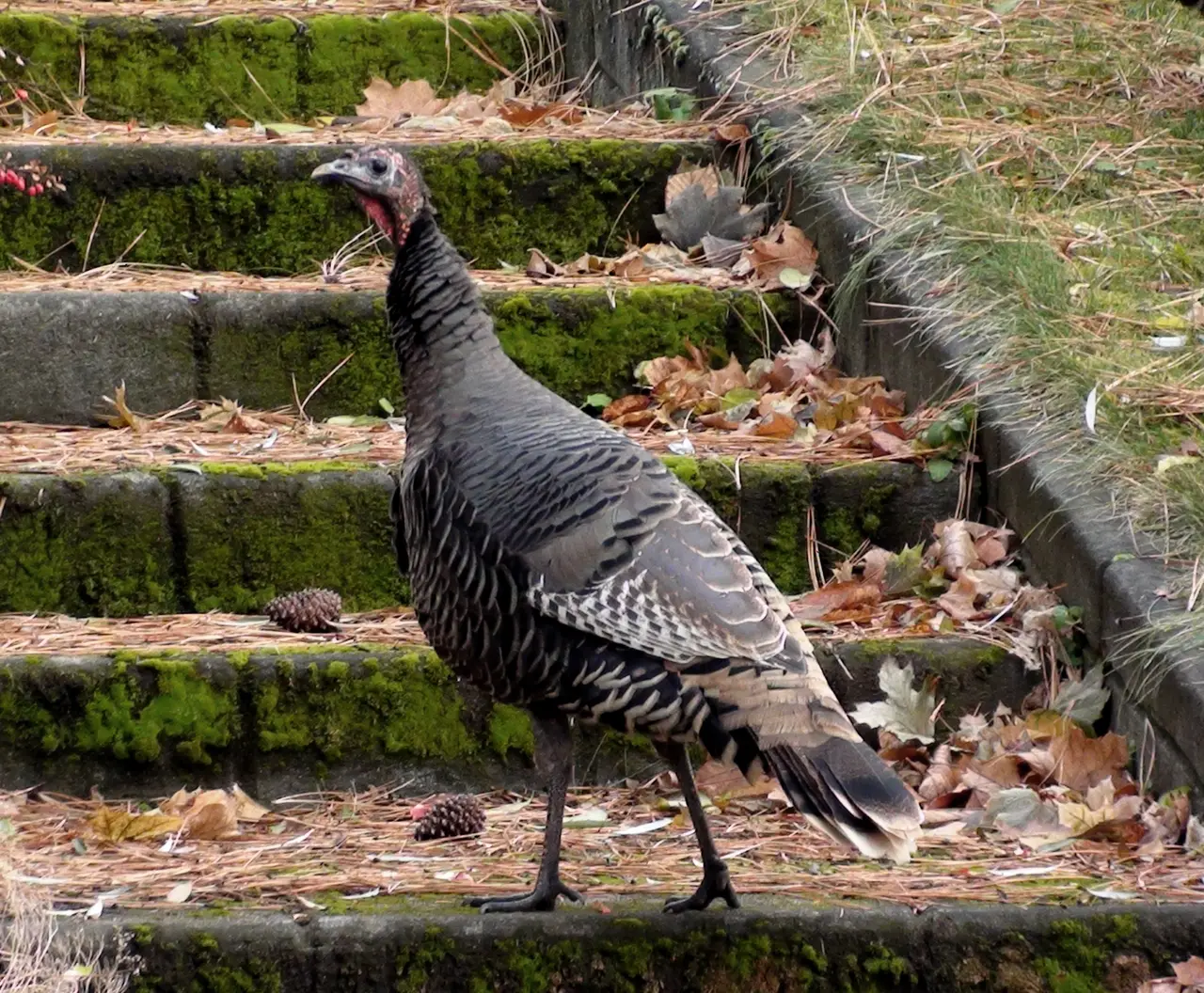 A wild turkey with dark barred feathers standing on mossy steps