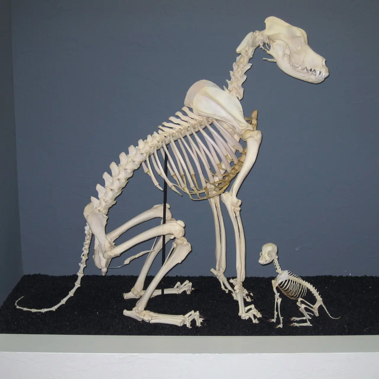 A large seated Great Dane skeleton next to a tiny Chihuahua skeleton on a display