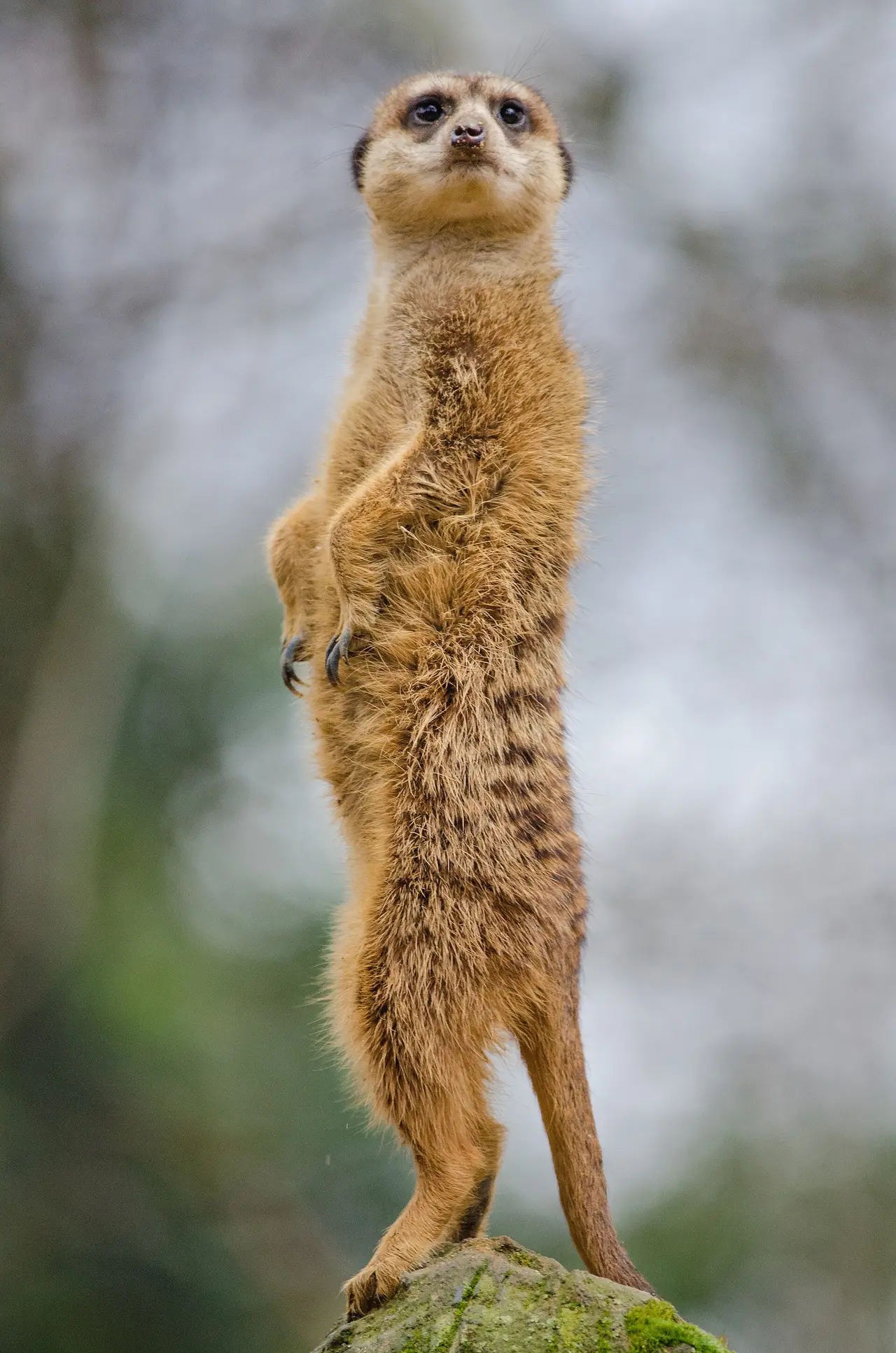 A meerkat standing upright on a rock with its belly facing the camera