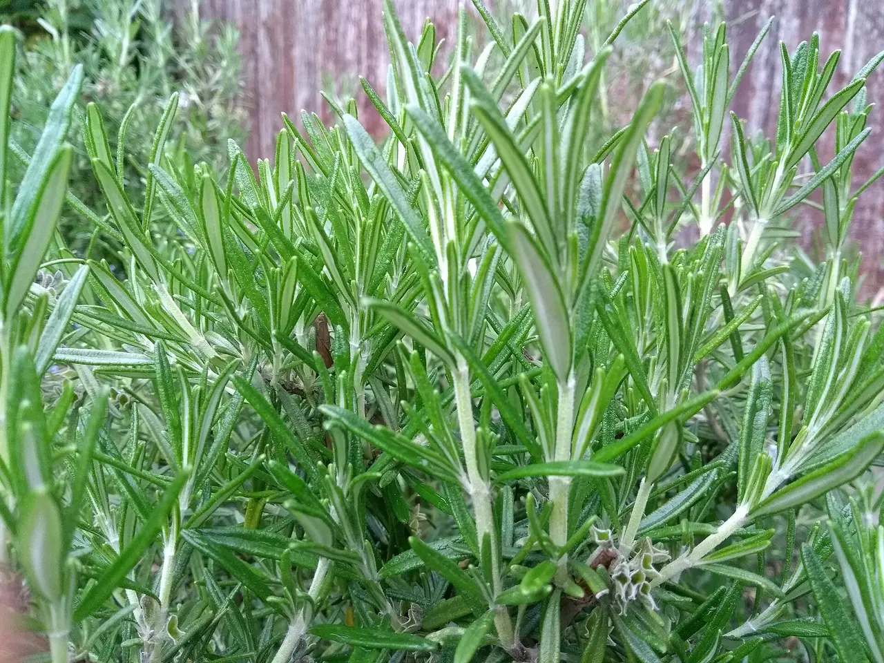 Narrow green rosemary leaves on upright stems in daylight