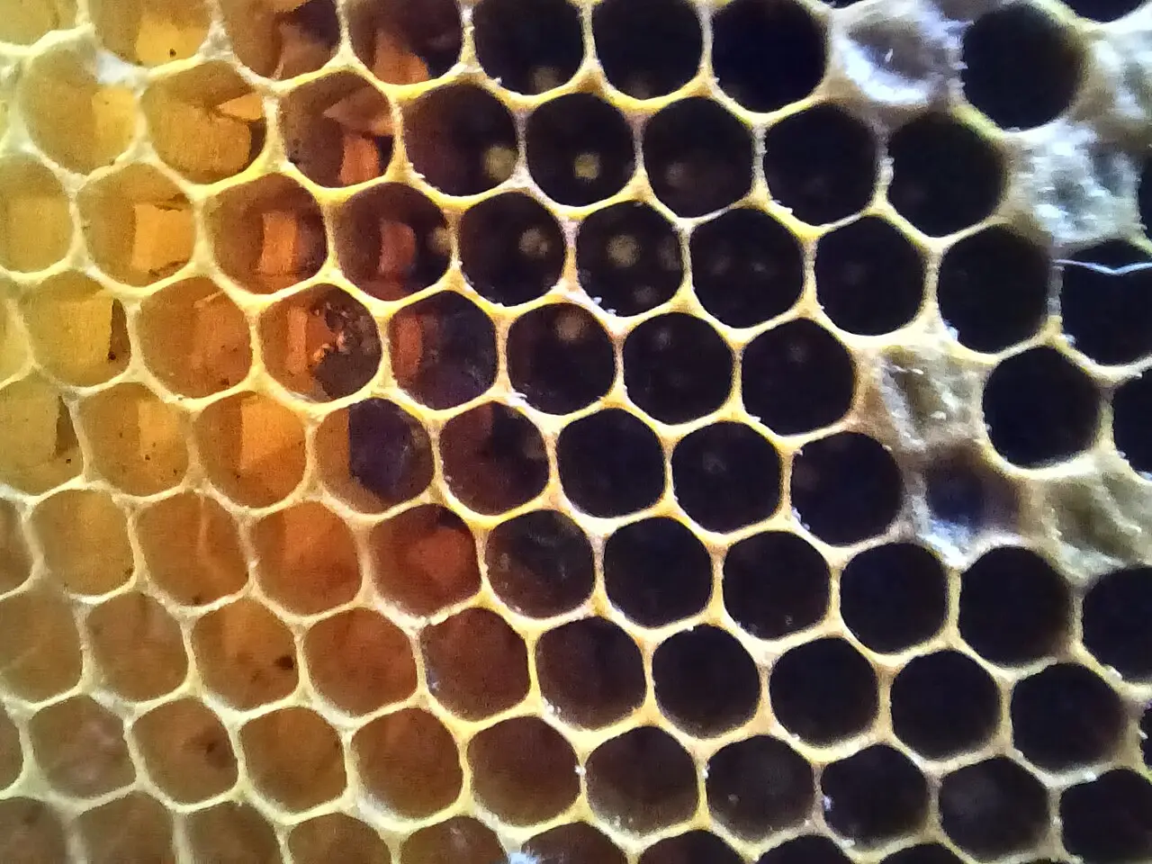 Close-up of orange hexagonal honeycomb cells