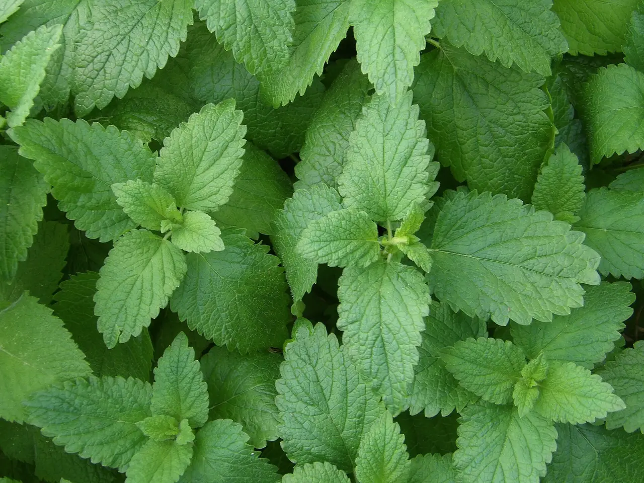 Close view of serrated green lemon balm leaves