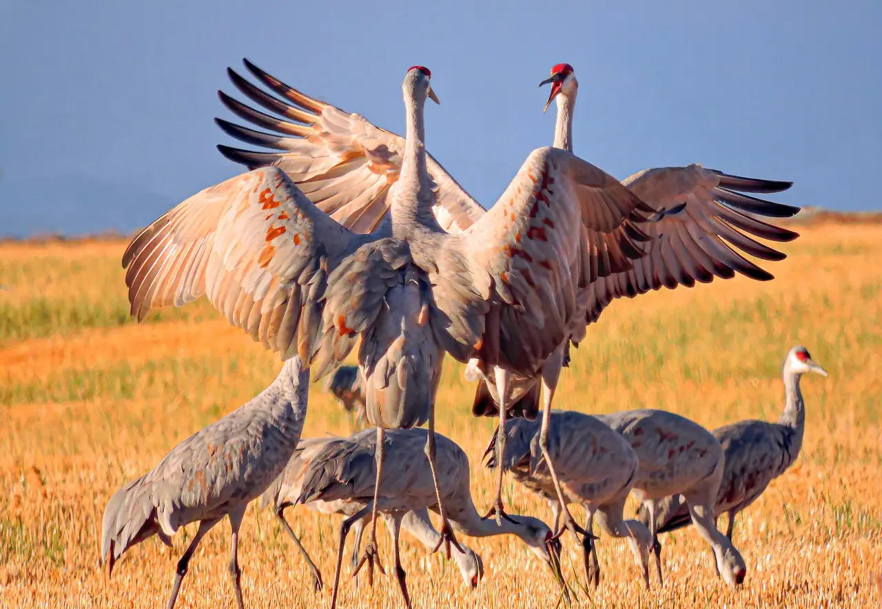 Grey cranes with outstretched wings dancing in a golden field