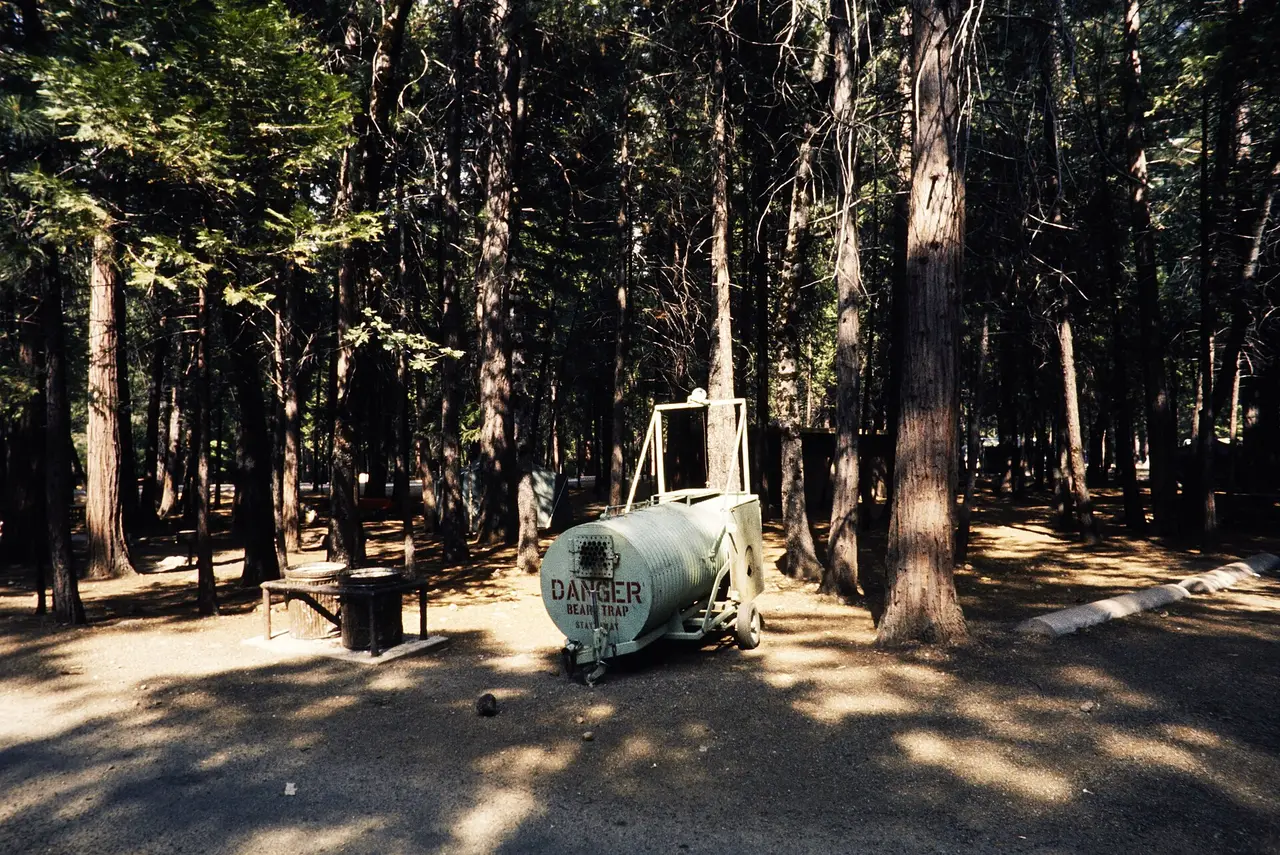 A bear trap among tall trees at a forest campsite