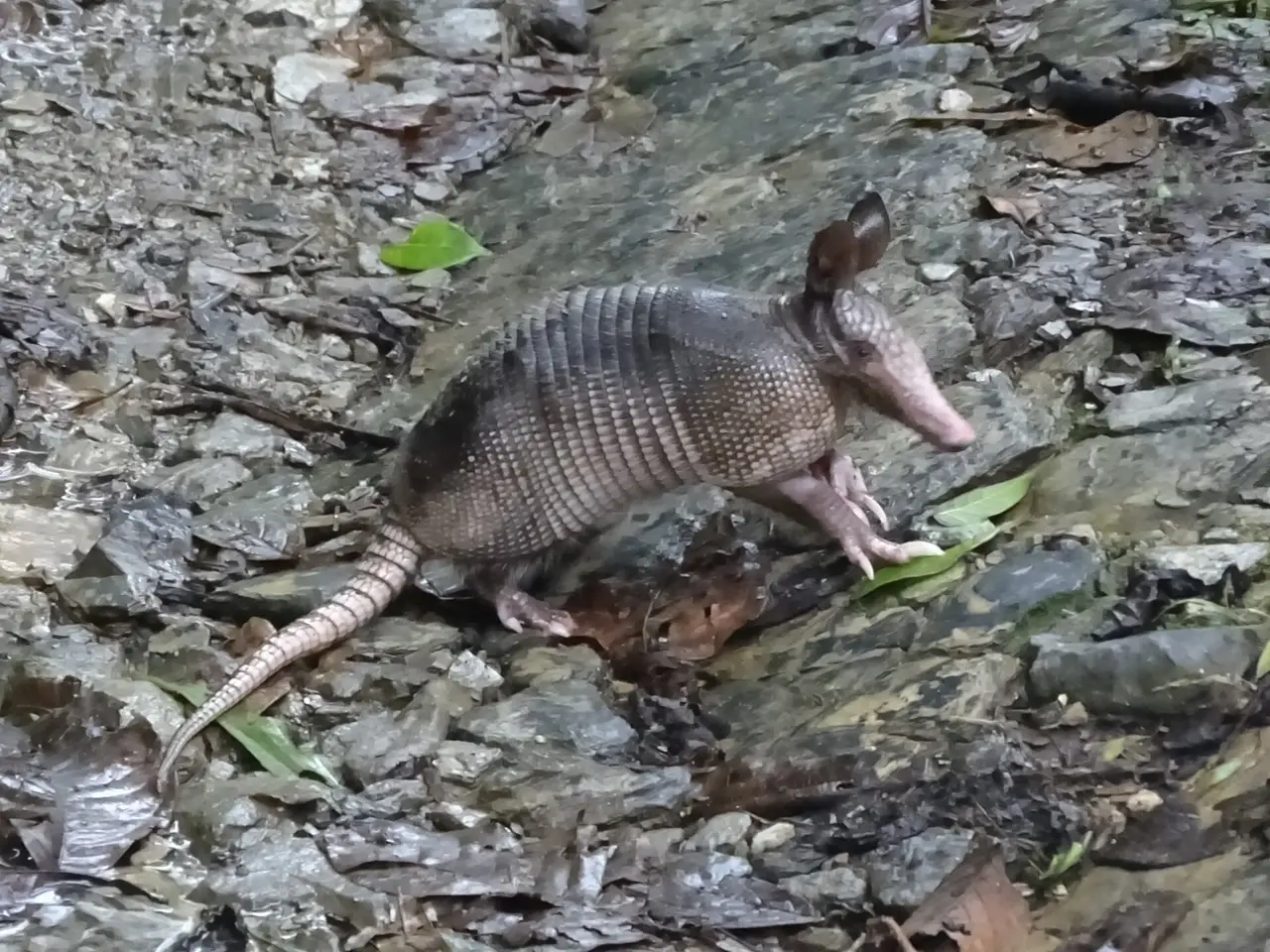 An armadillo with a banded shell walking over grey stones