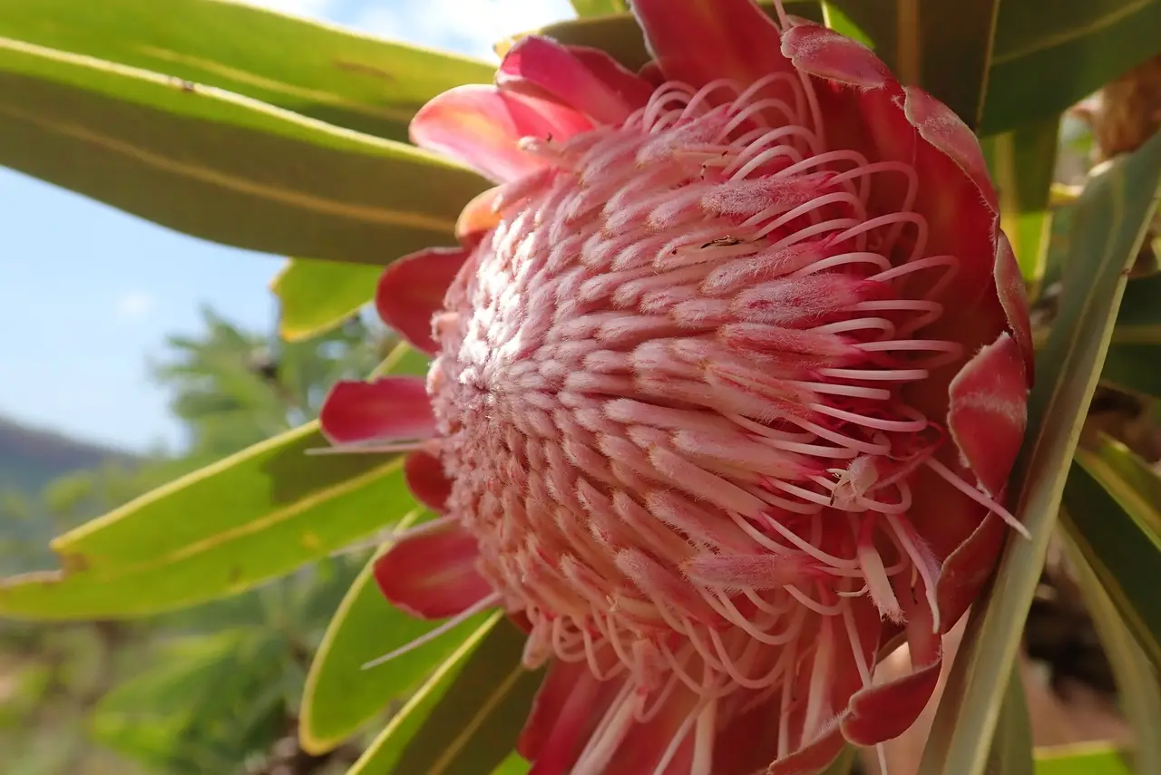 A pink and red protea flower head among green leaves