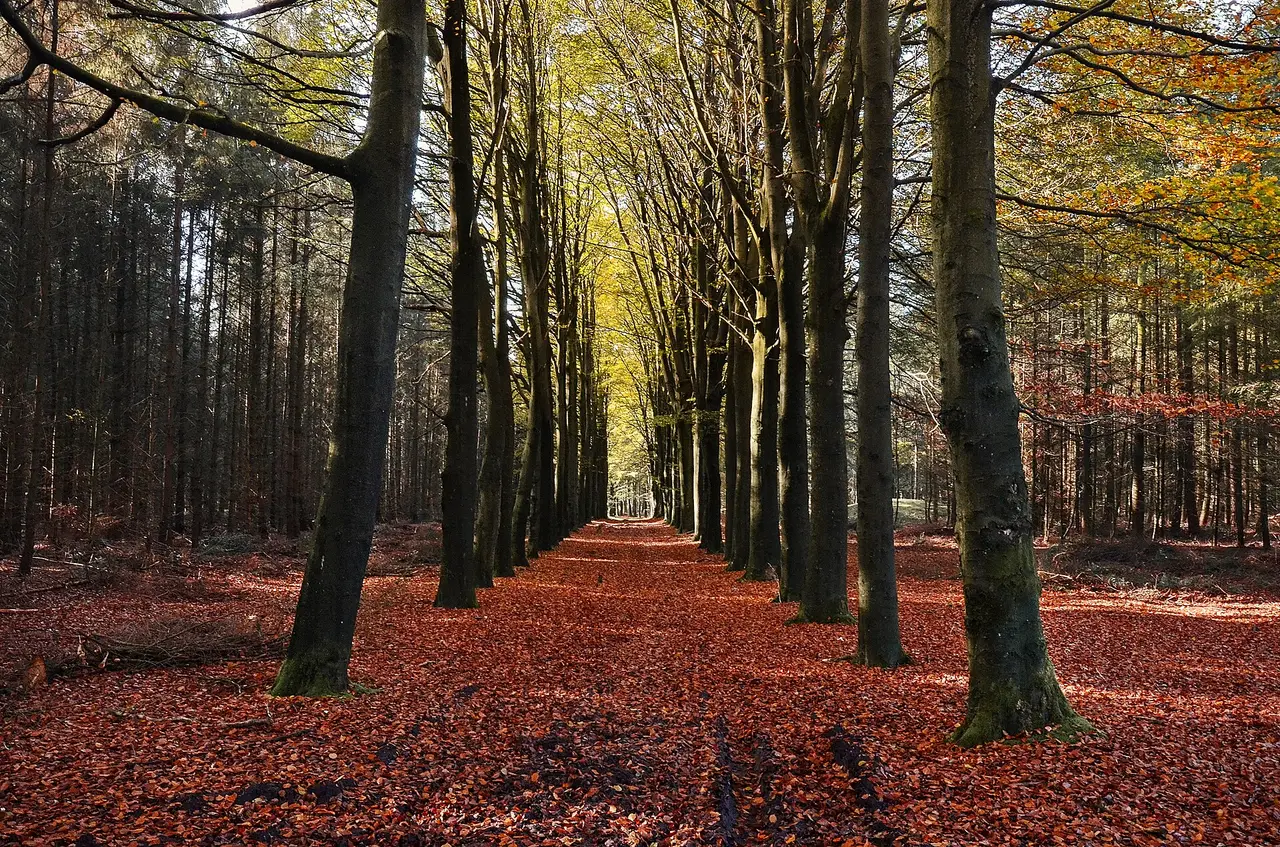 A tree-lined lane covered in red and brown autumn leaves