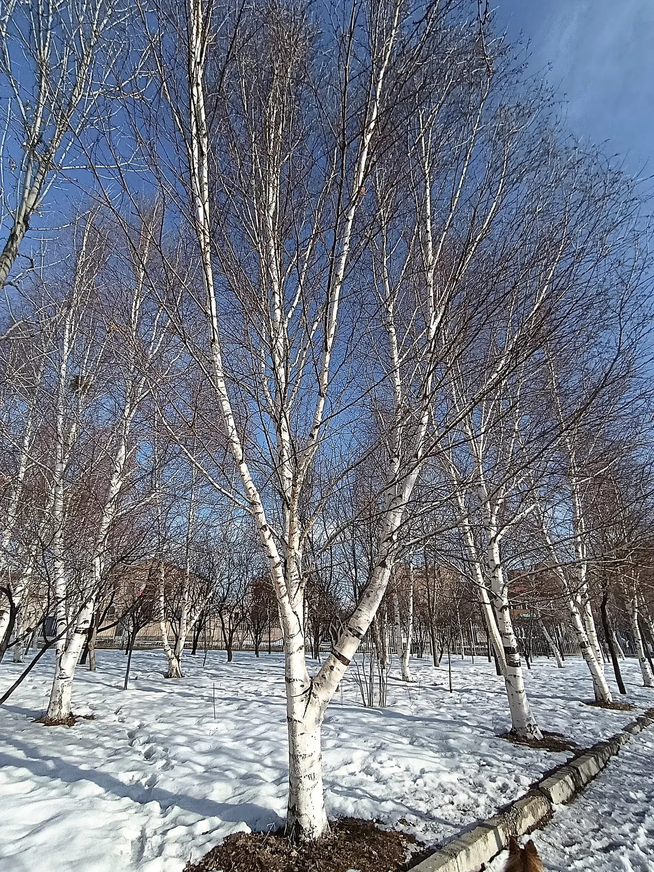 Bare white birch trunks standing in snow under a blue sky