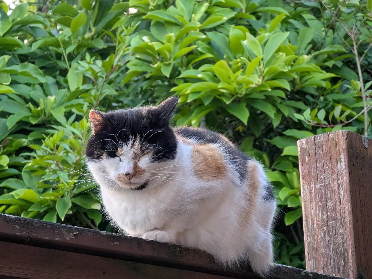 A white, black and orange calico cat resting on a wooden fence